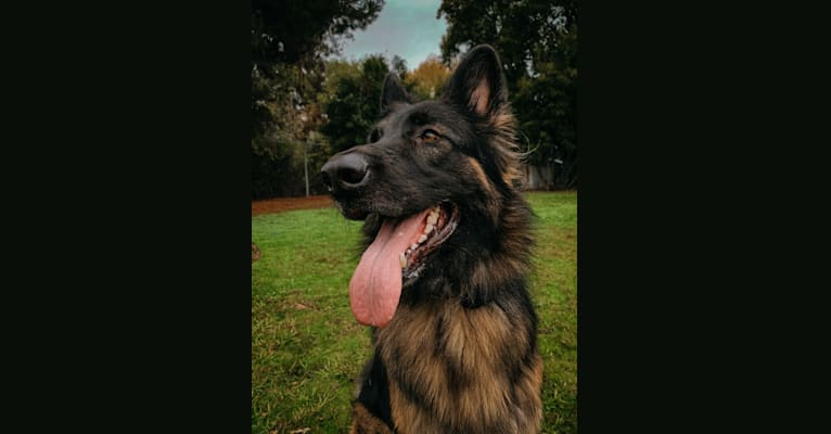 Nova, a German Shepherd Dog tested with EmbarkVet.com