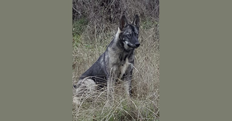 Tikka, a Siberian Husky and German Shepherd Dog mix tested with EmbarkVet.com