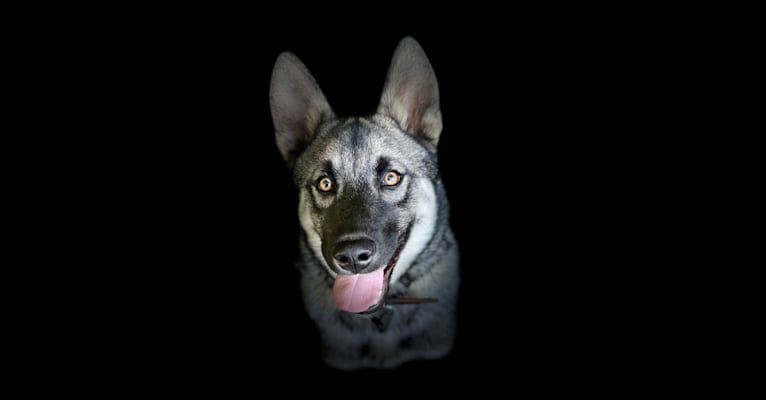 Sven, a Siberian Husky and Norwegian Elkhound mix tested with EmbarkVet.com