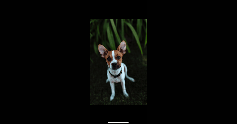 Riggs, a Chihuahua and Pomeranian mix tested with EmbarkVet.com