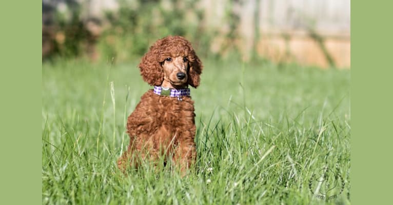 Remedy, a Poodle (Standard) tested with EmbarkVet.com