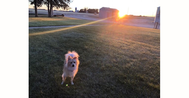 Photo of Simon, a Pomeranian  in Springfield, Nebraska, USA