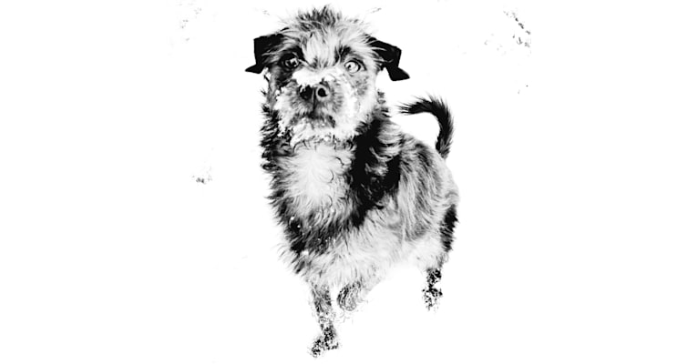 Elwood, a Chihuahua and Pomeranian mix tested with EmbarkVet.com