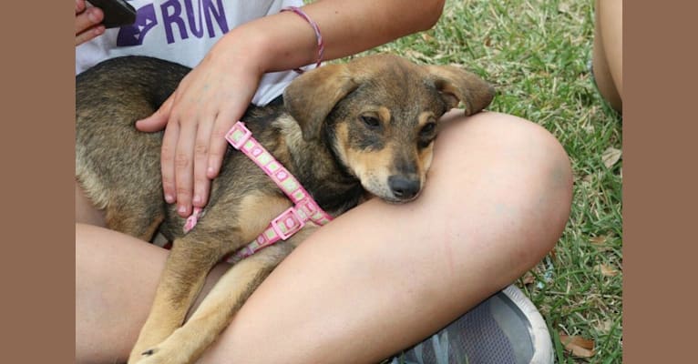 Photo of Daphne, a Chihuahua, Dachshund, German Shepherd Dog, and Mixed mix in Florida, USA