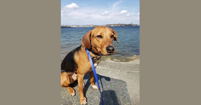 Rocky, an American English Coonhound and Beagle mix tested with EmbarkVet.com