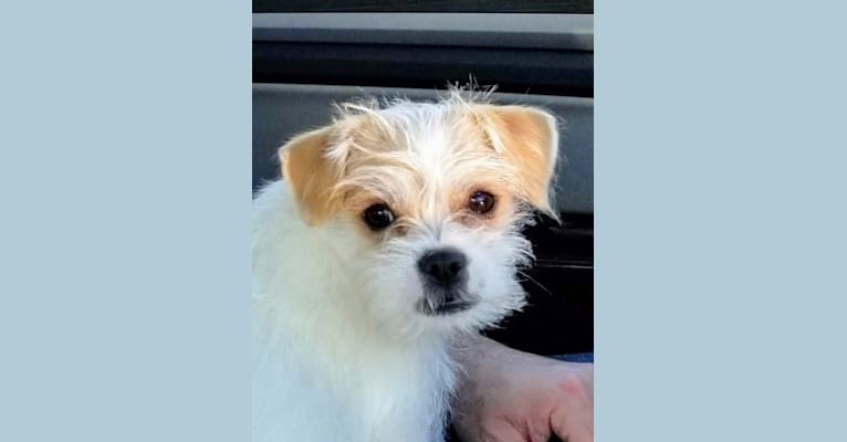Chihuahua teddy bear mix deals