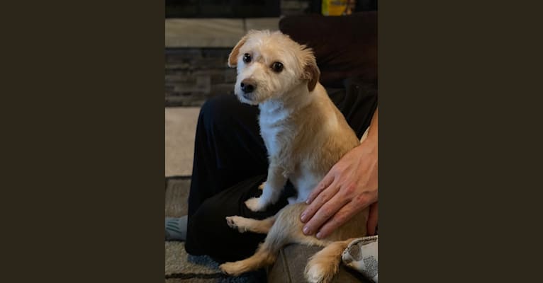 Photo of Cooper, a Miniature Pinscher, Chihuahua, Poodle (Small), Pomeranian, and Mixed mix in Redlands, CA, USA