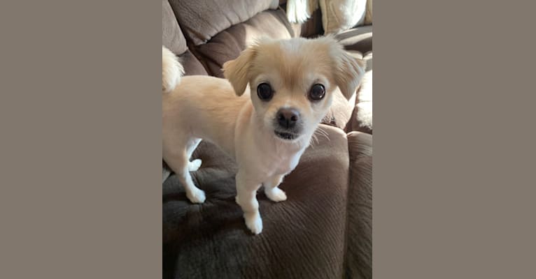 Half pekingese outlet half chihuahua