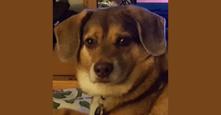 Photo of Mario, a Beagle, Norwegian Elkhound, and Mixed mix in Hubbard, Ohio, USA