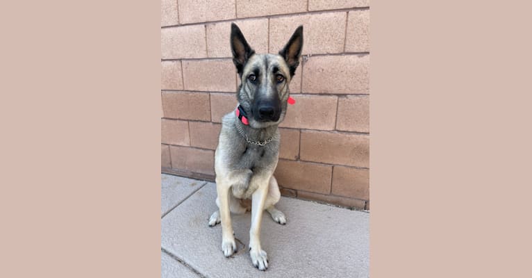 Ripley, a Belgian Malinois and Siberian Husky mix tested with EmbarkVet.com