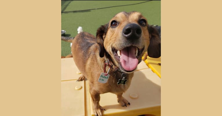 Matlock, a Dachshund and Australian Cattle Dog mix tested with EmbarkVet.com