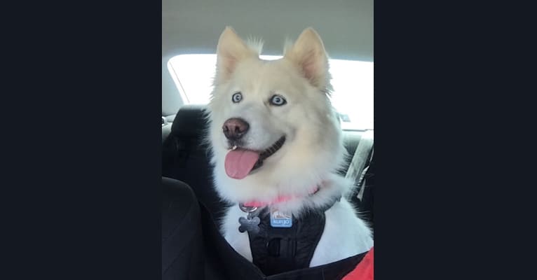 Luna, a Siberian Husky and American Eskimo Dog mix tested with EmbarkVet.com
