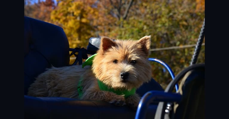 Photo of Lucy, a Norwich Terrier 