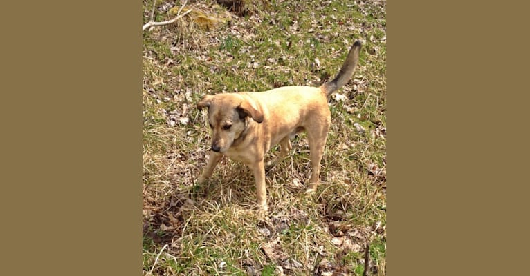 Chase, an American Pit Bull Terrier and Great Pyrenees mix tested with EmbarkVet.com