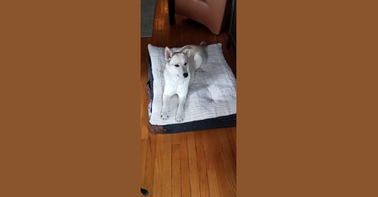 Sansa, a Siberian Husky and Labrador Retriever mix tested with EmbarkVet.com