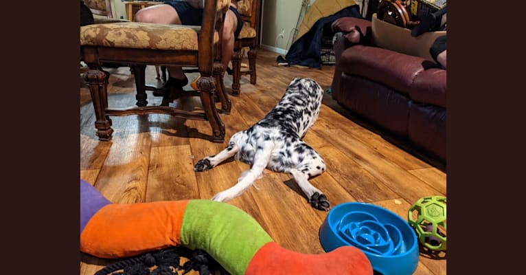 Photo of Freyja a.k.a. "Not Your Usual Suspect", a Dalmatian  in Salem, Missouri, USA