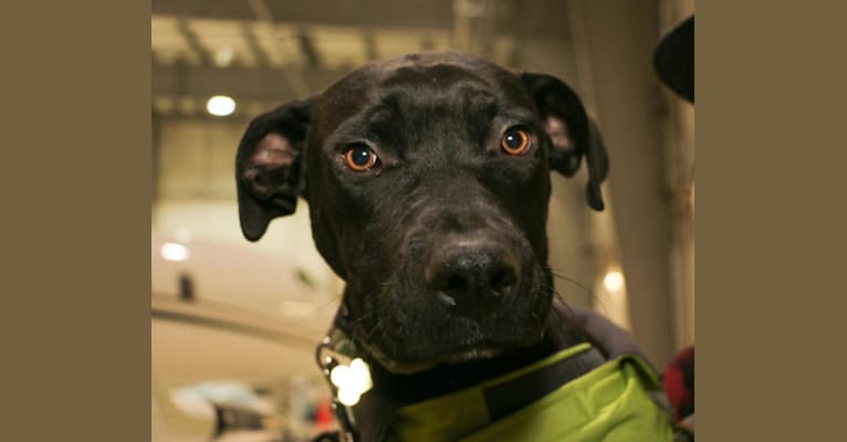 Texys, an American Pit Bull Terrier and Great Dane mix tested with EmbarkVet.com