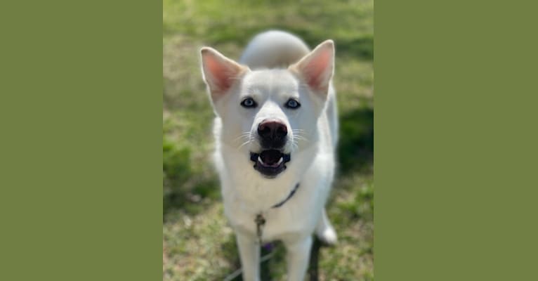 Koda, a Siberian Husky and Pomeranian mix tested with EmbarkVet.com