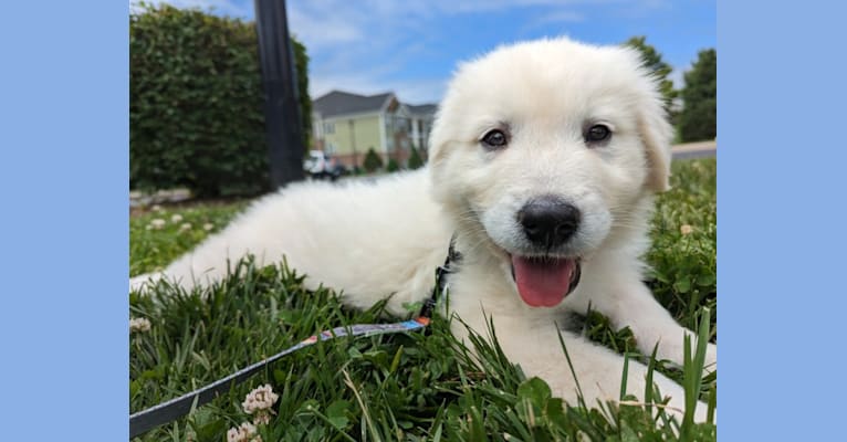 Valiant, a Great Pyrenees tested with EmbarkVet.com