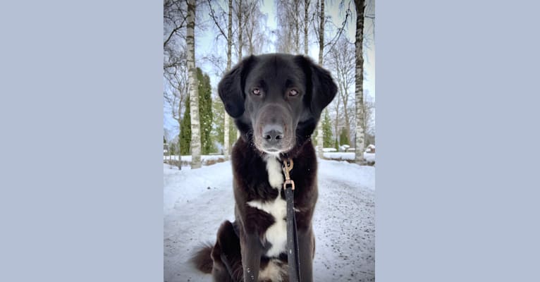 Photo of Sofia, a West Asian Village Dog  in Sweden