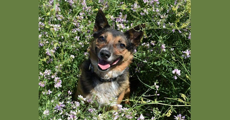Phoebe, an Australian Cattle Dog and Australian Shepherd mix tested with EmbarkVet.com
