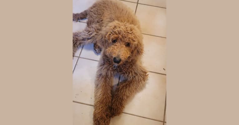Jackson, a Goldendoodle tested with EmbarkVet.com