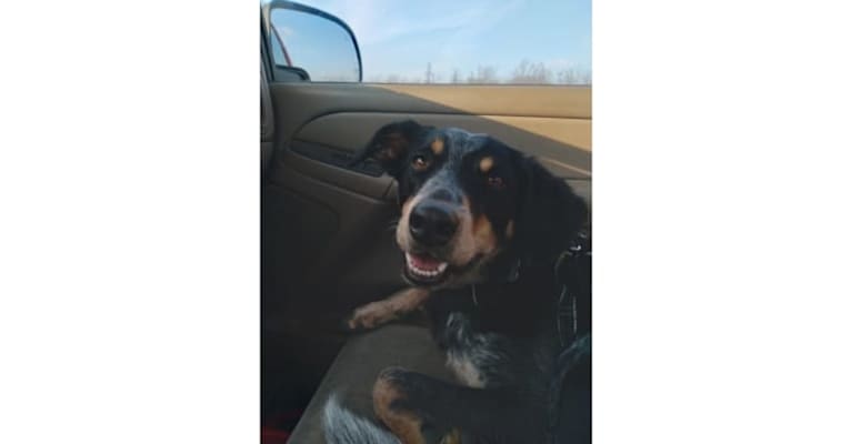 Photo of Ranger, an Australian Cattle Dog, American English Coonhound, and Border Collie mix in West Plains, Missouri, USA