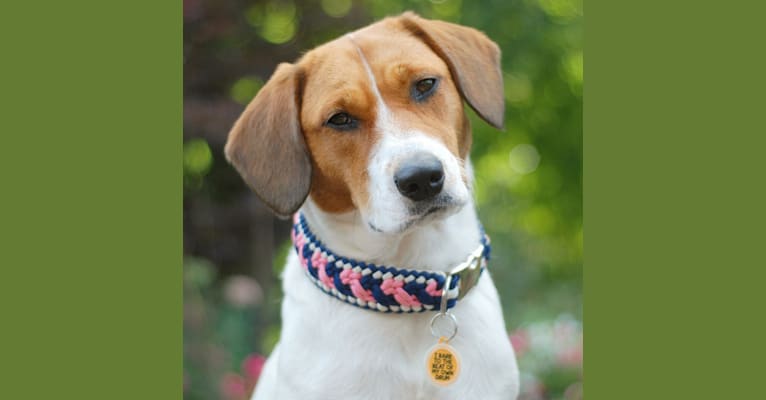 Emily, an Australian Cattle Dog and Beagle mix tested with EmbarkVet.com