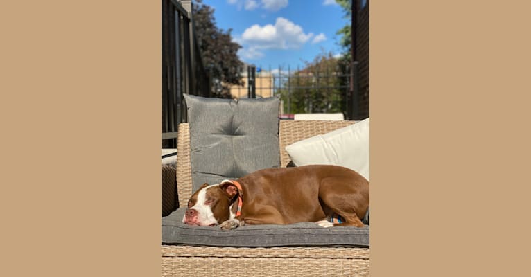 Photo of Drake, an American Pit Bull Terrier  in Minneapolis, MN, USA