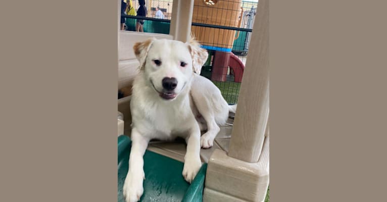 Thor, an American Pit Bull Terrier and Australian Shepherd mix tested with EmbarkVet.com