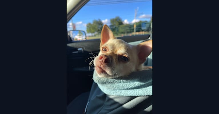 Luke, a Chihuahua and Pomeranian mix tested with EmbarkVet.com