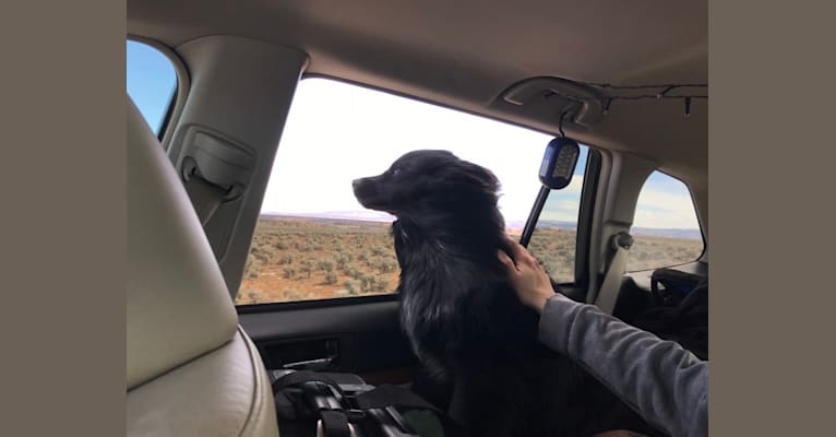 Photo of Rosco, an Australian Cattle Dog, Australian Shepherd, Border Collie, Rottweiler, and Mixed mix in Kansas, USA
