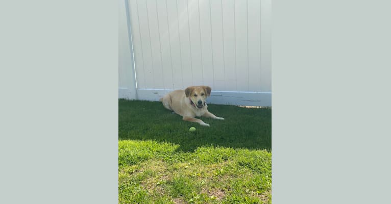 Charley, a Labrador Retriever and German Shepherd Dog mix tested with EmbarkVet.com