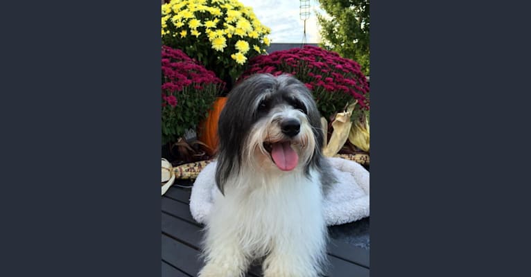 Phoenix, a Coton de Tulear tested with EmbarkVet.com