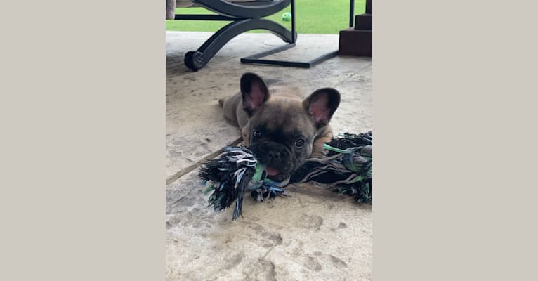 Photo of Bruno, a French Bulldog  in Lewisville, Texas, USA