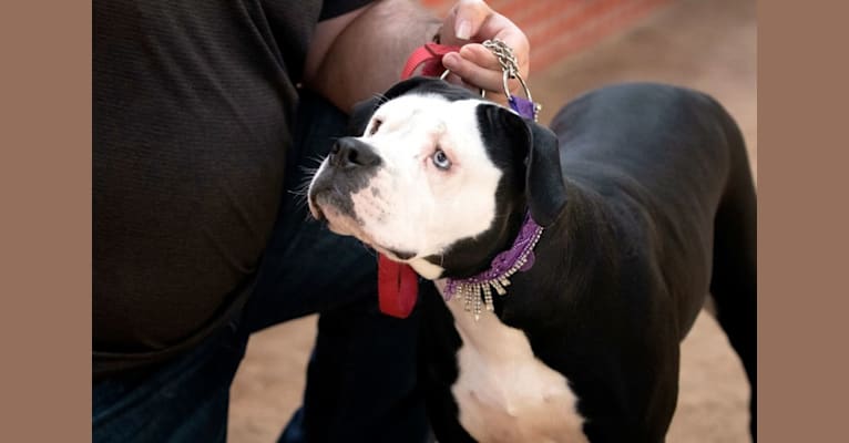 Roxy, an Alapaha Blue Blood Bulldog tested with EmbarkVet.com
