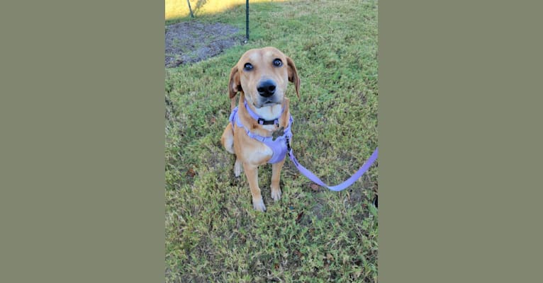 Photo of Lily, a Labrador Retriever, Treeing Walker Coonhound, American Pit Bull Terrier, and Border Collie mix in Beaumont, TX, USA