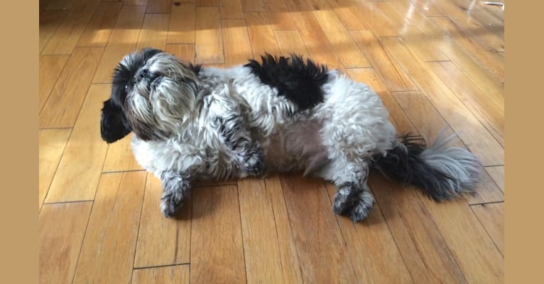Merf Dinosaurpizza, a Shih Tzu tested with EmbarkVet.com