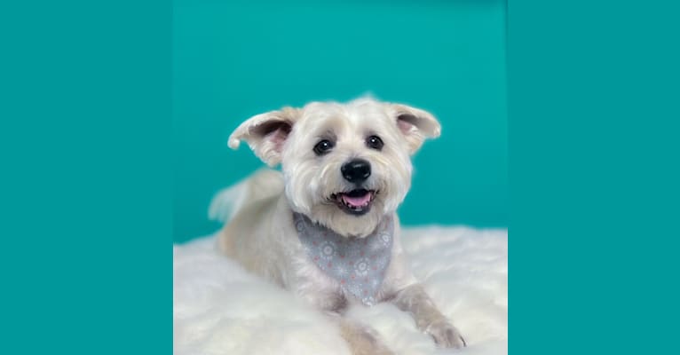 Cooper, a Pomeranian and Chihuahua mix tested with EmbarkVet.com