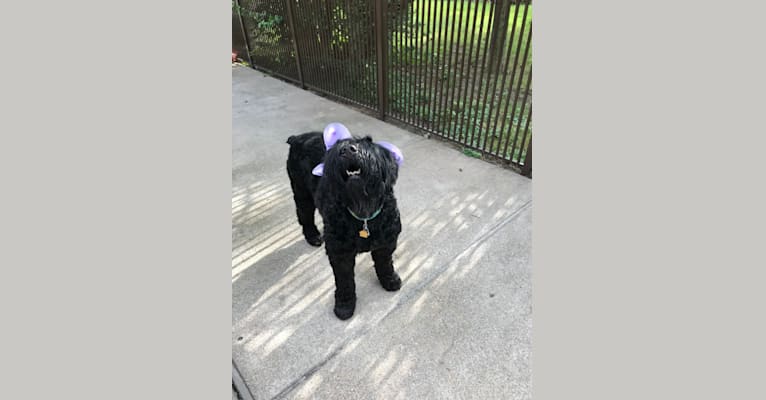Photo of Lima, a Black Russian Terrier  in St Petersburg, Russia