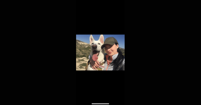 Photo of Bella, a German Shepherd Dog  in California, USA