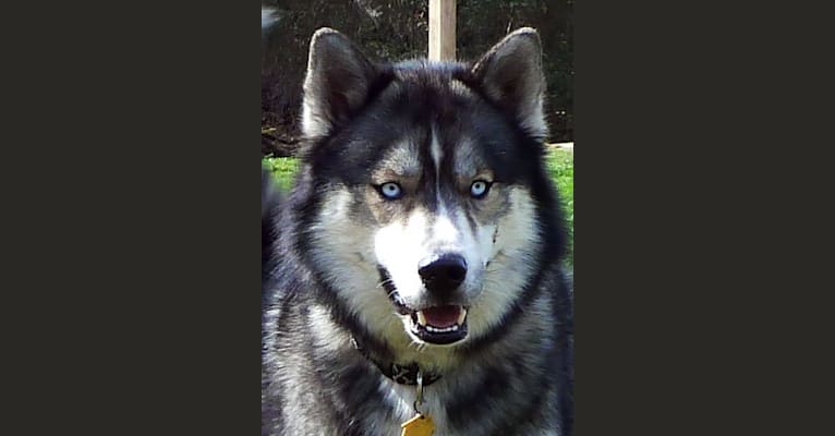 LUCAZ, a Siberian Husky tested with EmbarkVet.com