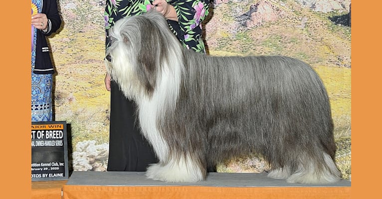 Photo of Lido, a Bearded Collie  in Westminster, CA, USA