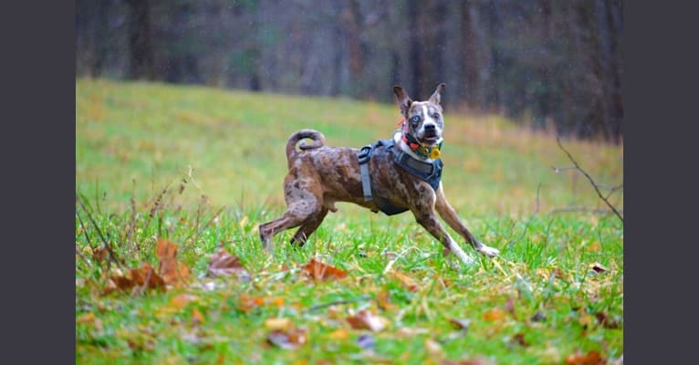 Hammer, a Boston Terrier and Australian Cattle Dog mix tested with EmbarkVet.com