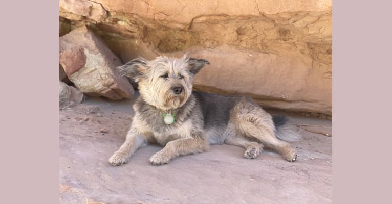 Dolly, a Central Asian Village Dog tested with EmbarkVet.com
