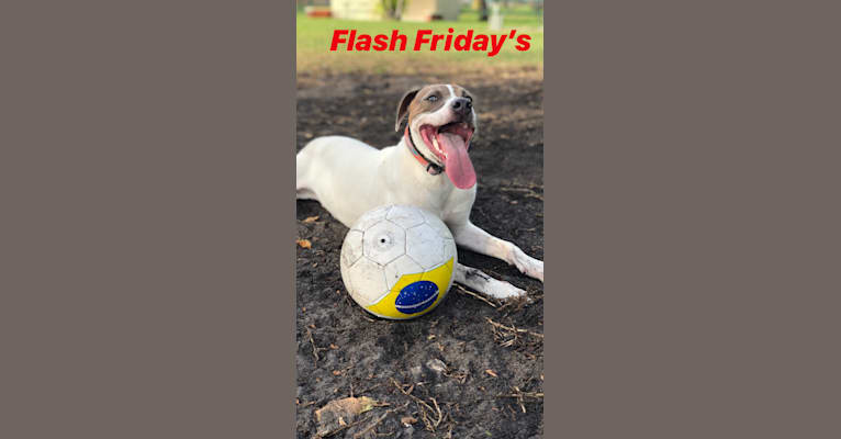 Flash, an American Pit Bull Terrier and Rottweiler mix tested with EmbarkVet.com