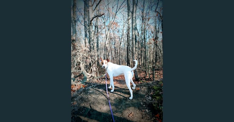 Photo of Kramer Ray, an American Pit Bull Terrier, American Foxhound, and Australian Cattle Dog mix in Arkansas, USA