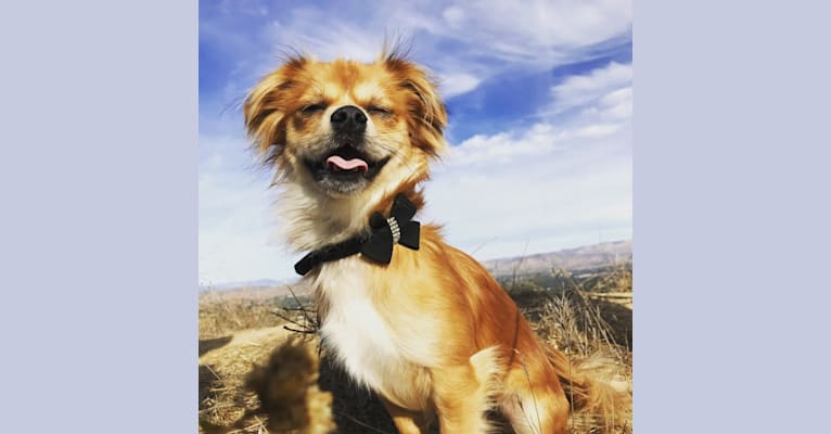 Oliver, a Chihuahua and Shih Tzu mix tested with EmbarkVet.com