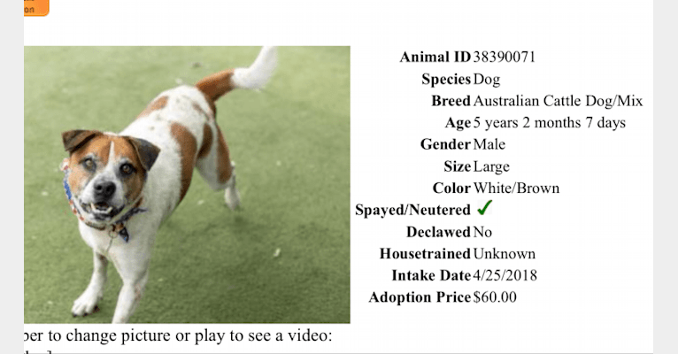 Joey, a Chow Chow and American Pit Bull Terrier mix tested with EmbarkVet.com