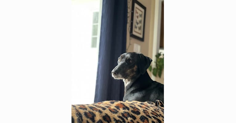 Tippy, a Mountain Cur and Catahoula Leopard Dog mix tested with EmbarkVet.com
